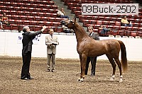 09buck-2502 proof