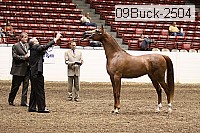 09buck-2504 proof