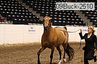 09buck-2510 proof