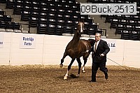 09buck-2513 proof