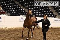 09buck-2515 proof