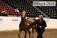 09buck-2516 proof