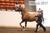 09buck-2517 proof