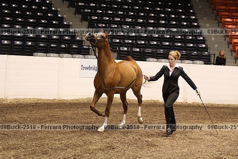 Proof 09buck-2518
