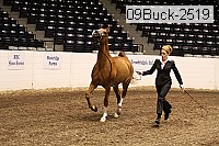 09buck-2519 proof