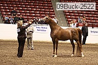 09buck-2522 proof