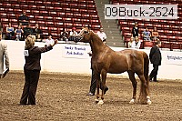 09buck-2524 proof