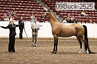 09buck-2525 proof