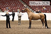09buck-2526 proof