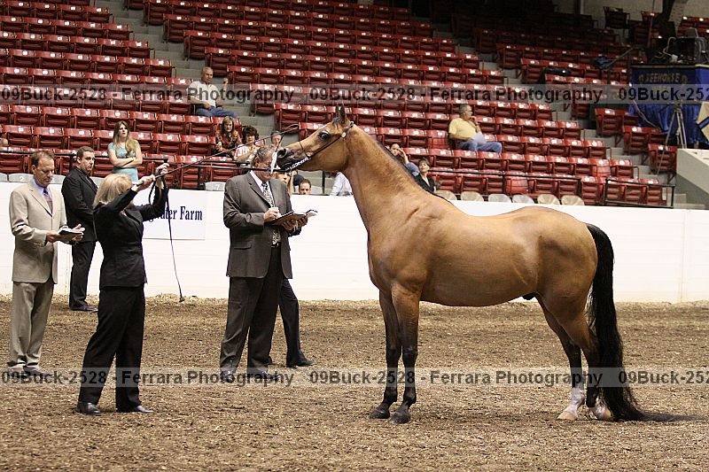 Proof 09buck-2528