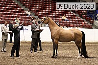 09buck-2528 proof