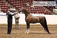 09buck-2529 proof