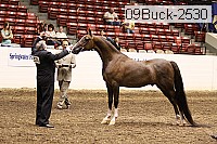 09buck-2530 proof