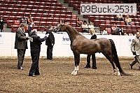 09buck-2531 proof