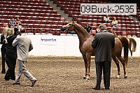 09buck-2535 proof