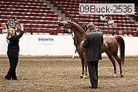 09buck-2536 proof
