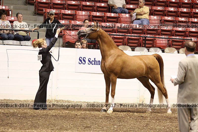Proof 09buck-2537
