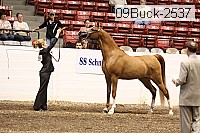09buck-2537 proof