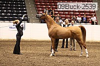 09buck-2539 proof