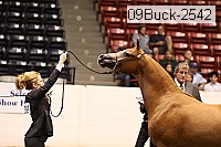 09buck-2542 proof