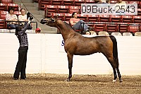 09buck-2543 proof