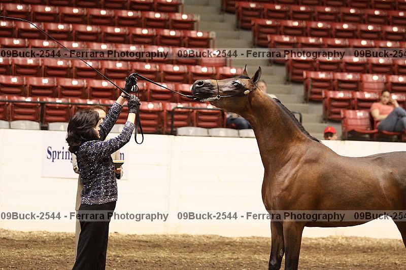 Proof 09buck-2544