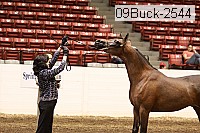 09buck-2544 proof