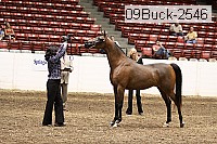 09buck-2546 proof