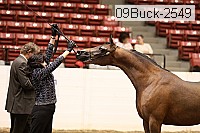 09buck-2549 proof