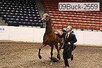 09buck-2559 proof