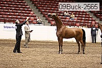 09buck-2565 proof