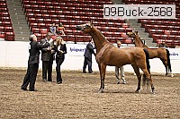 09buck-2568 proof