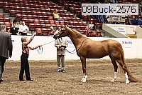 09buck-2576 proof
