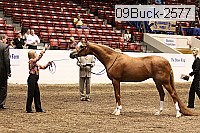 09buck-2577 proof