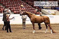 09buck-2578 proof
