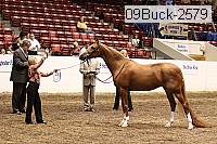 09buck-2579 proof