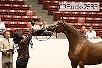 09buck-2583 proof