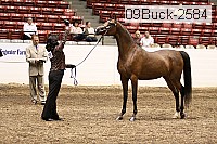 09buck-2584 proof