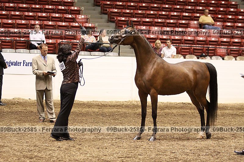 Proof 09buck-2585