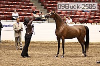 09buck-2585 proof