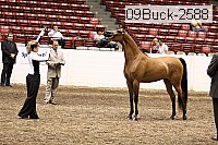 09buck-2588 proof