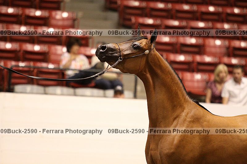 Proof 09buck-2590