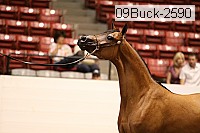 09buck-2590 proof