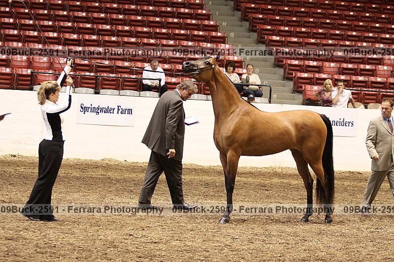 Proof 09buck-2591