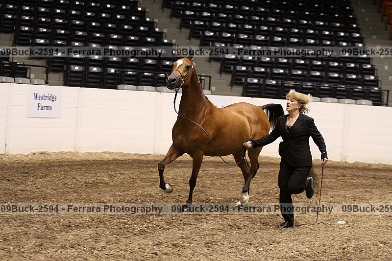 Proof 09buck-2594
