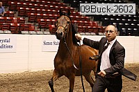 09buck-2602 proof