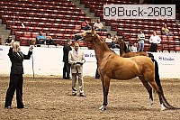 09buck-2603 proof