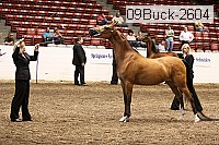 09buck-2604 proof
