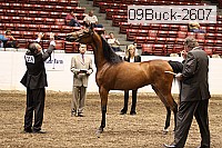 09buck-2607 proof