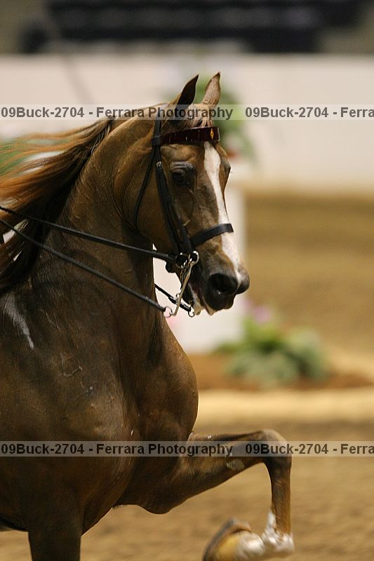 Proof 09buck-2704